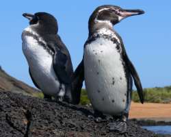 The island also provides a natural habitat for the Penguins. They nest at the Isabela and Fernandina which is a part of this island group. These islan